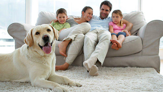 Vídeo Limpeza de sofás ao domicílio - UrbanCleaner